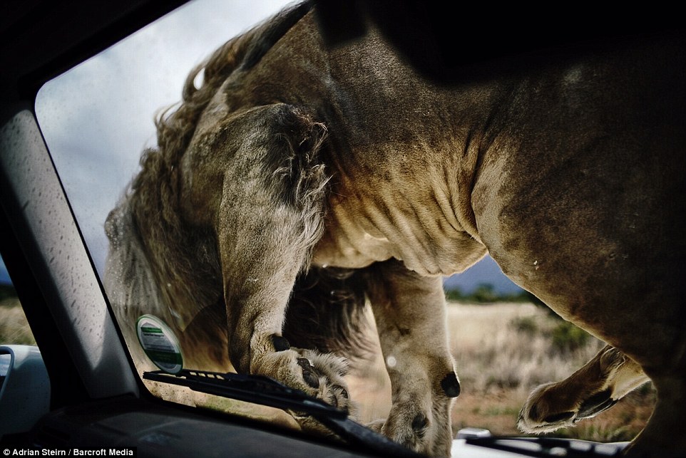 Шикарная фотосессия для Mercedes-Benz с участием диких львов