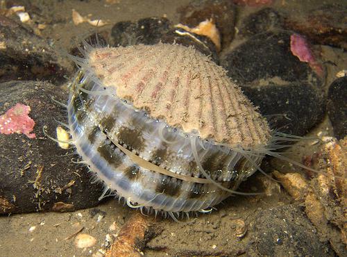 Гребешки морские — что это такое? Семейство морских двустворчатых моллюсков