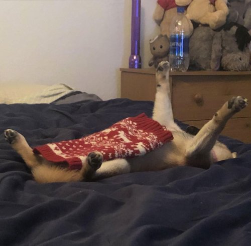 Смешные собаки, которые перенесли странность аж в другое измерение 