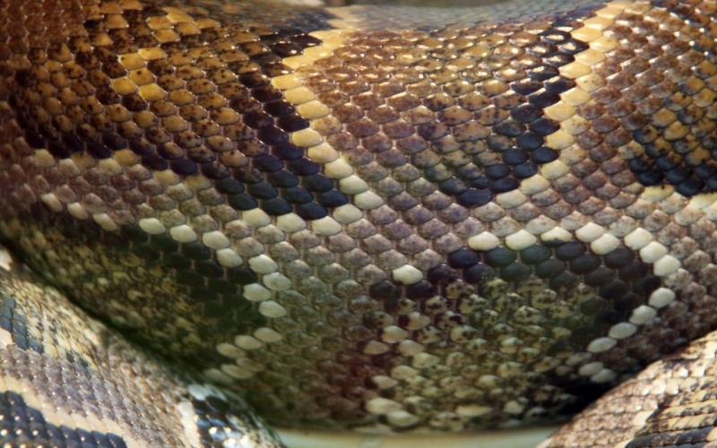 Распространенные мифы о змеях