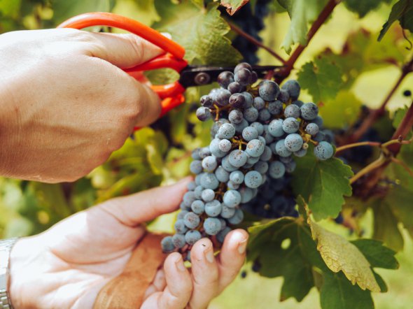 Стоит поспешить: что нужно сделать с виноградом до начала октября