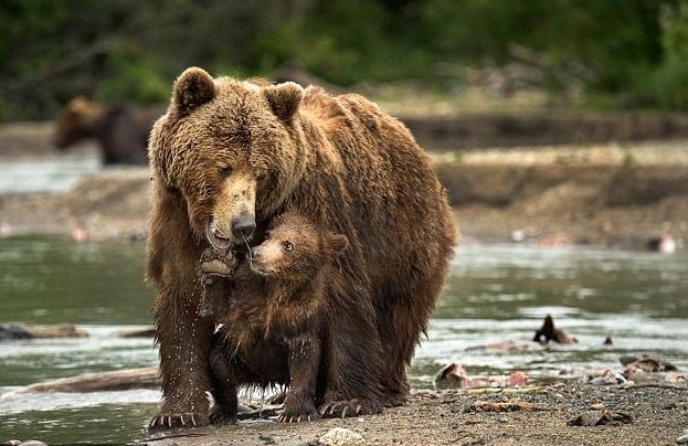 Фотограф воспользовался шансом поближе познакомиться с медвежьим семейством дикие звери, животные, лосось пошел, медведи, медведица с медвежатами, рыбная ловля, тайга, экзотика