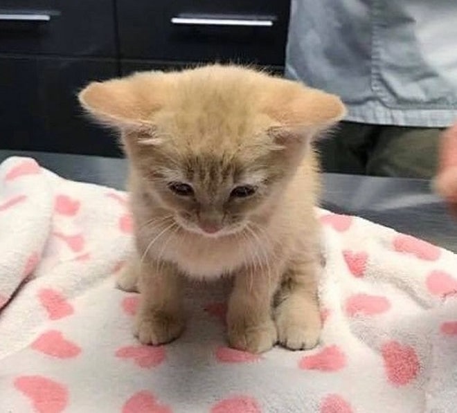 Котенок на осмотре