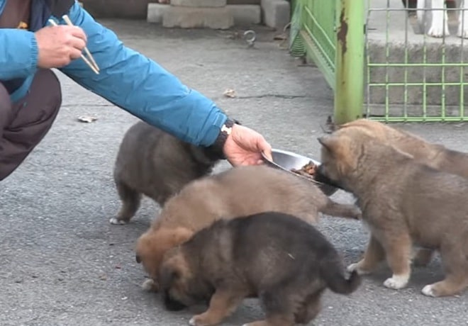 Собака и ее крохотные щенки пришли в дом к незнакомцу… Он опешил, а потом принял необычное решение 