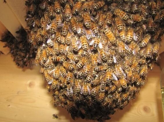 Мало кто знает, что есть мёд и как его готовят пчелы на самом деле. Сегодня я хочу вам об этом рассказать очень простым и понятным языком.-6