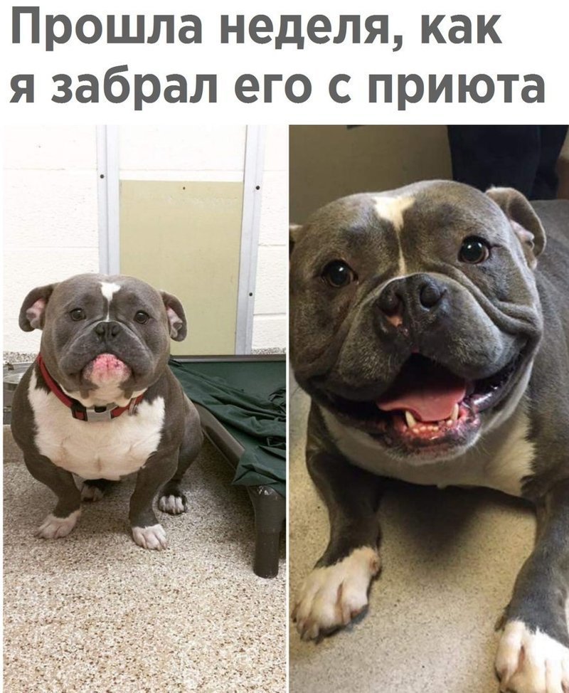 Картинки против, фото собак с надписями смешные до слез