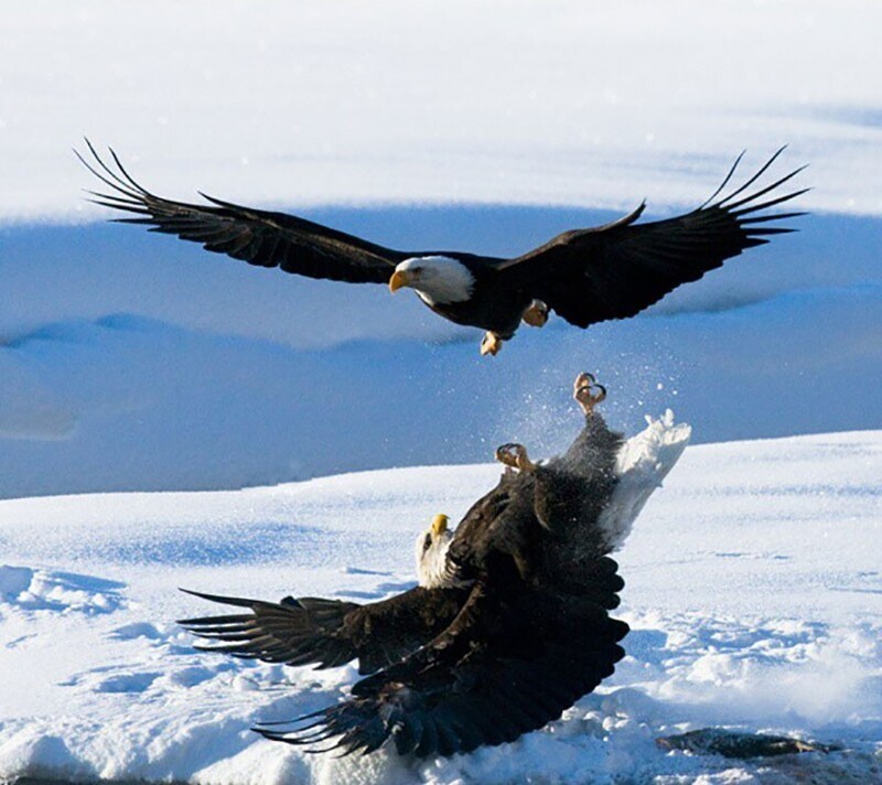 Фотография: Впечатляющие работы фотографа дикой природы Андрея Гудкова №36 - BigPicture.ru