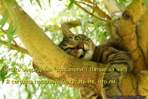 Новая котоматрица (36 фото)