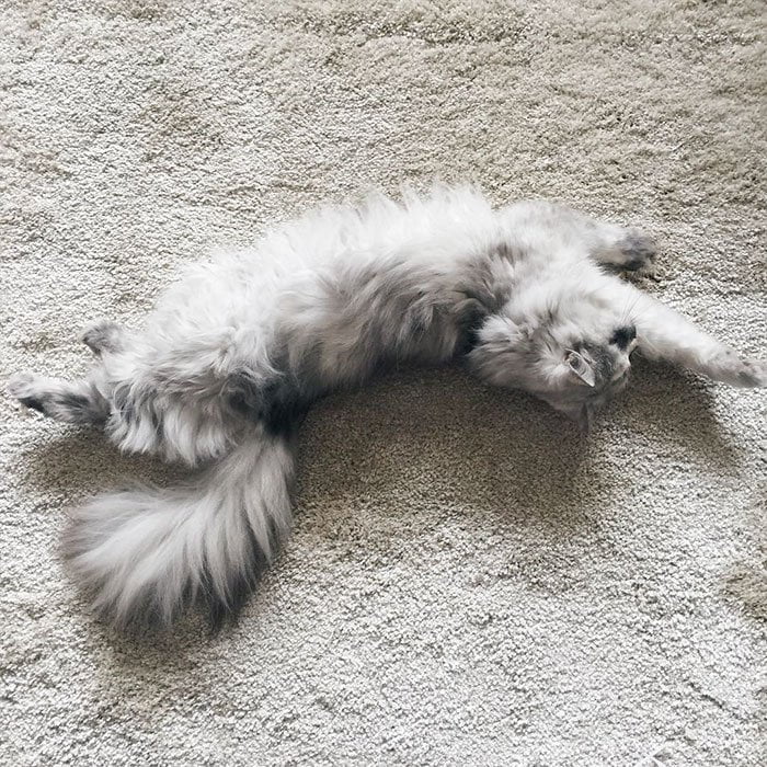 Без кота и жизнь не та