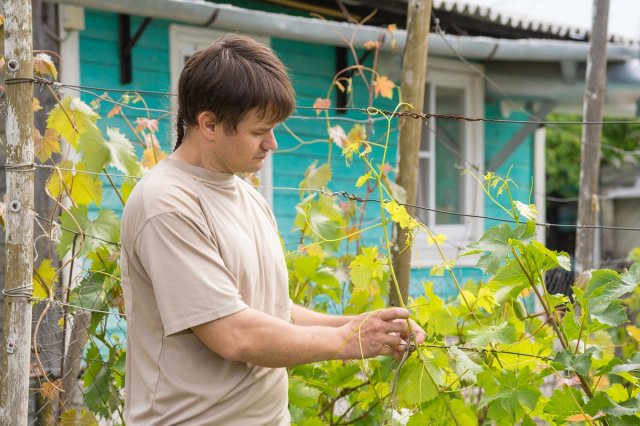 Как посадить виноград летом осенью или весной в домашних условиях схема как правильно это делать различные способы и советы