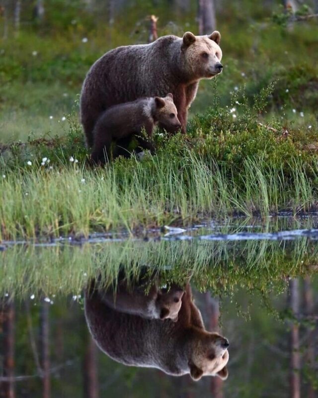 Фотография: Впечатляющие работы фотографа дикой природы Андрея Гудкова №33 - BigPicture.ru