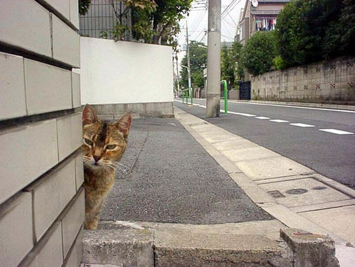 Коты, выглядывающие из своих укрытий (20 фото)