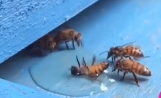 Пчела случайно перевернулась и упала спиной в воду. На помощь ей пришли другие пчелы п,Культура [1134516]