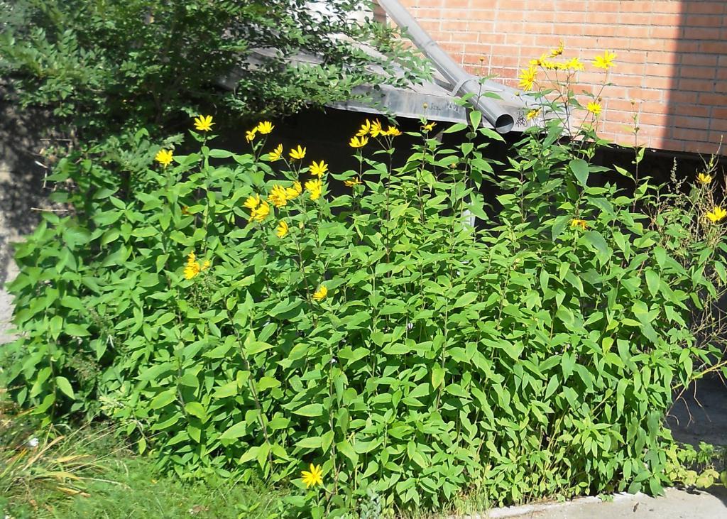 Топинамбур - полезные свойства и противопоказания Растения