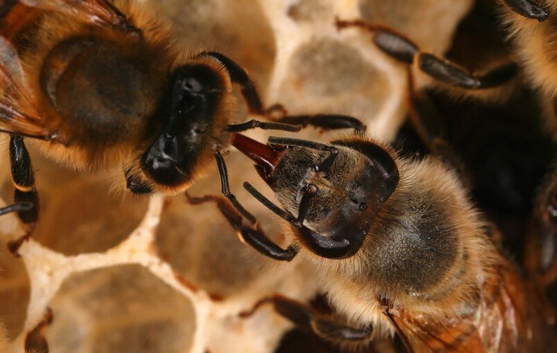 Что есть мёд на самом деле? Интересные факты о мёде, которые вы не знали нектар, пчелы, происходит, влаги, который, зобике, одной, нужно, нектаром, самом, такое, более, чтобы, медовом, ячейки, нашем, растений, ферментов, показатель, турецкий