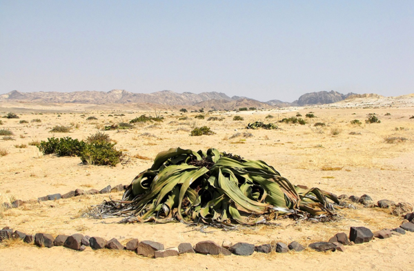 Вельвичия удивительная: Самое печальное и одинокое растение в мире вельвичия удивительная,интересное,природа,растения