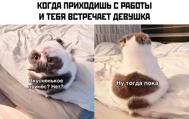 Подборка картинок. Вечерний выпуск Подборка картинок. Вечерний выпуск приколы,смешные картинки,юмор