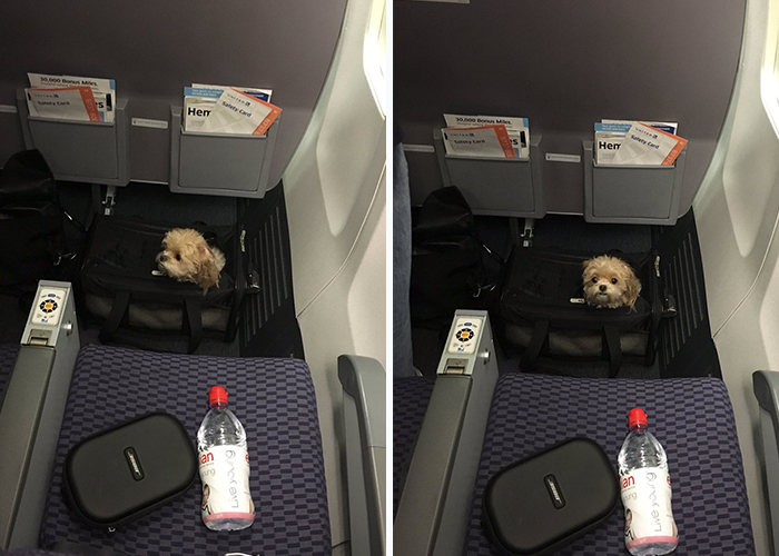 There's A Puppy On My Plane And It Just Made My Flight 100x Better