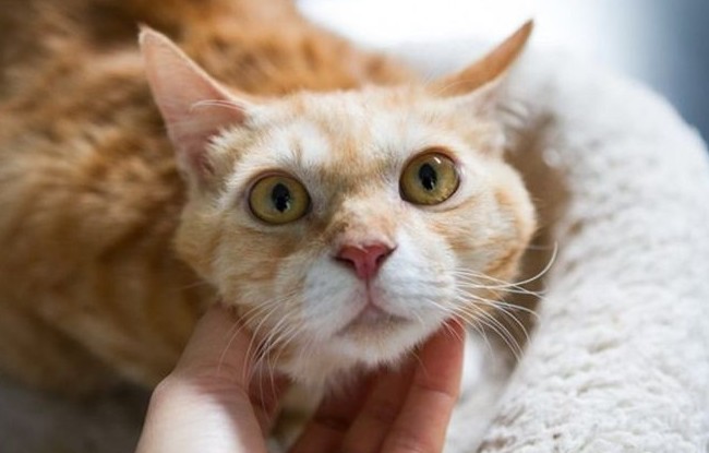 Котенок был так голоден, что ел грязь Free Korean Dogs, Дангджине, доброта, котёнок, спасение животных