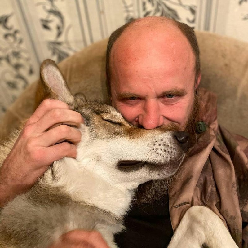 Российская семья приютила в своей квартире дикого волка