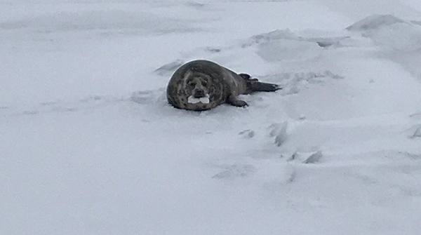 Тюлень попал в смертельную ловушку у Кургальского полуострова