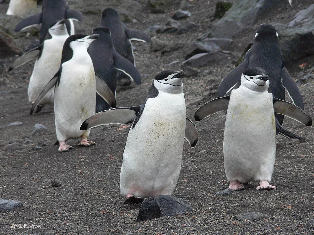 Пингвины могут засыпать до 10 тысяч раз в день