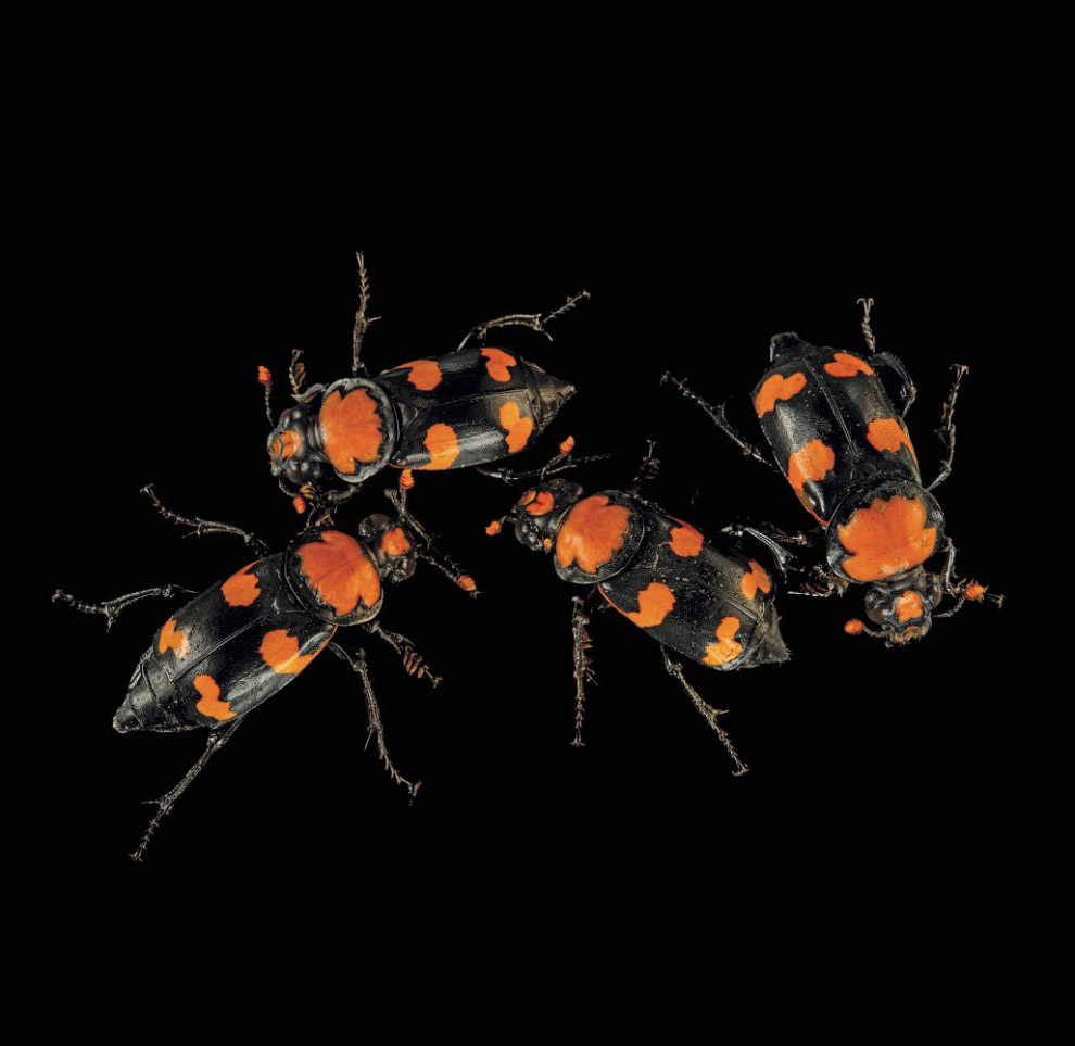 Жук-могильщик, Nicrophorus americanus (находящиеся на грани полного исчезновения, CR):