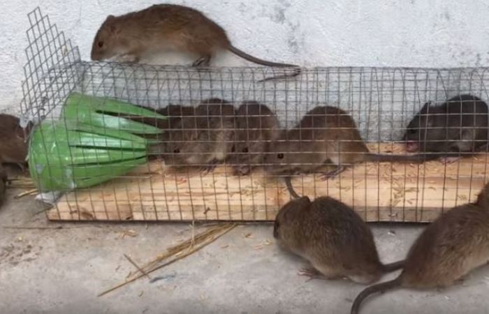 Борьба с грызунами: как сделать простую, но очень эффективную ловушку для крыс борьба с грызунами,полезные советы