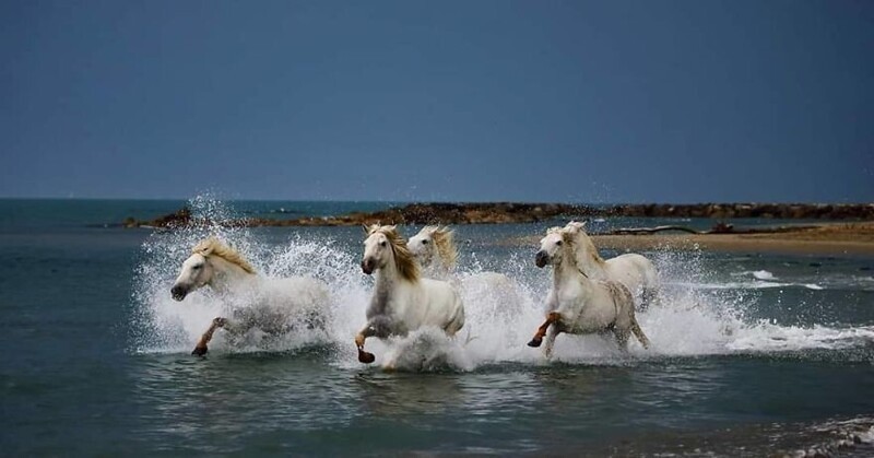 Фотография: Впечатляющие работы фотографа дикой природы Андрея Гудкова №9 - BigPicture.ru