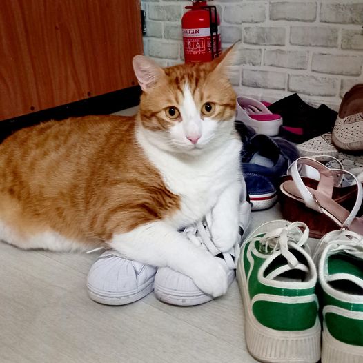 Счастье иметь кота