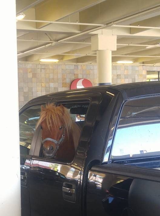 Подборка прикольных фото  (106 фото)