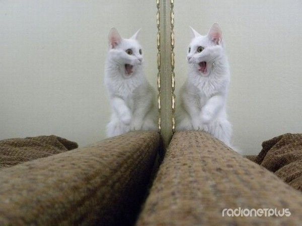 смешные животные