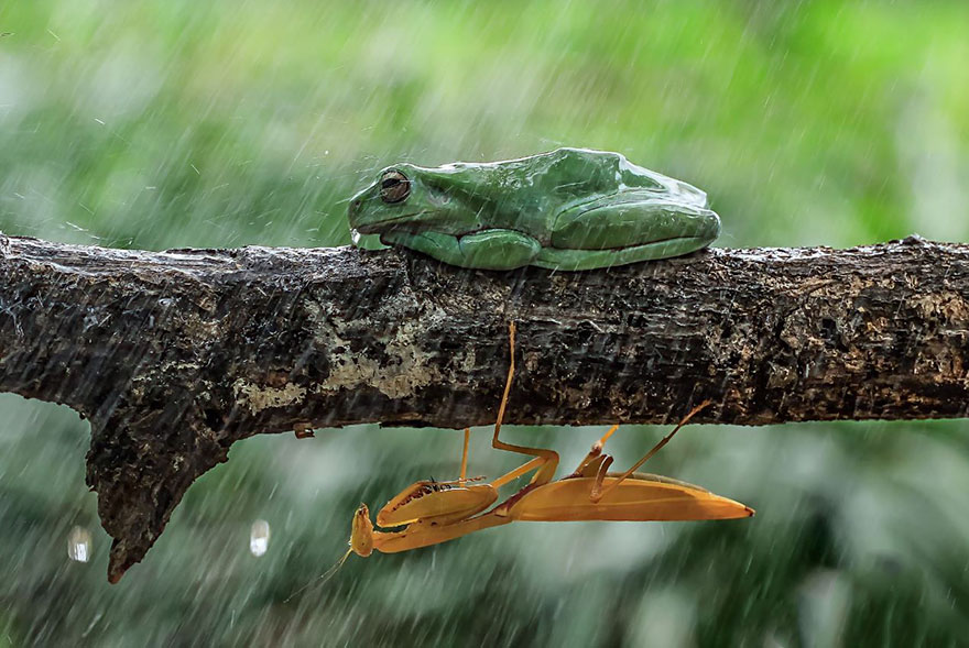 Царевна-лягушка: фотограф снимает неожиданные грани обычных лягушек 