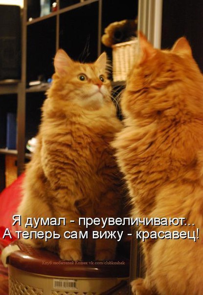 Позитивные и веселые котики для улыбки Позитивные и веселые котики для улыбки котоматрица,угарные фотки,фото приколы,юмор