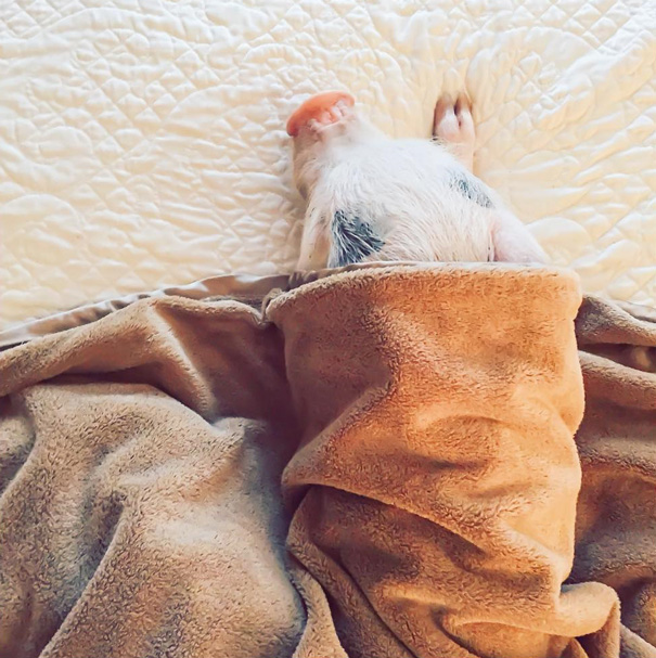 hamlet-piggy-ctute-animals-mini-pig-3