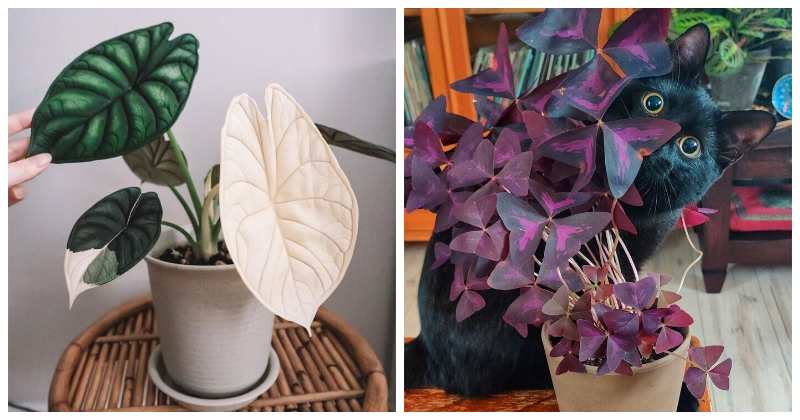 Наслаждение для глаз: 22 красивые фотографий комнатных растений