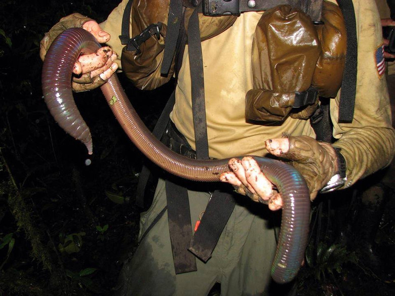 Гигантский червь минхочао из легенд бразильских индейцев