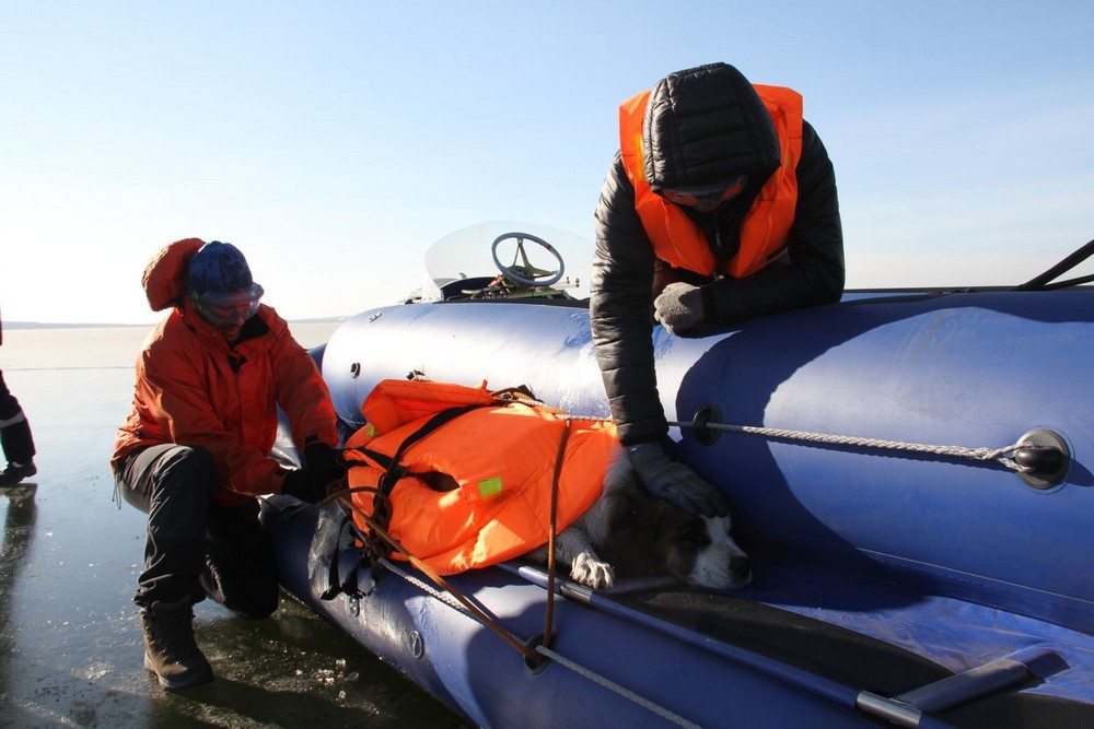 Спасенные из под завалов в турции. Невероятное спасение. Люди в спа. Тягачи повисшие над пропастью. Спасение животных людьми.