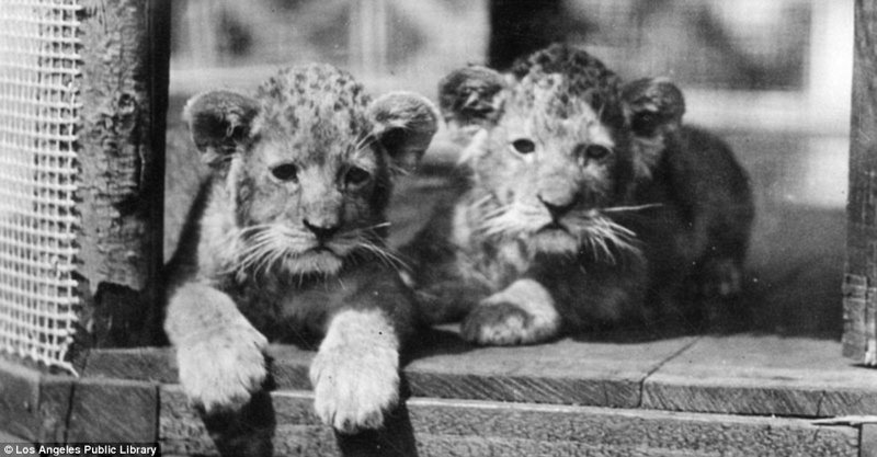 Знаменитая "голливудская львиная ферма": архивные фотографии 1925 - 1942 гг архивные снимки, архивные фото, дрессированные, дрессировщик, лев, львы, сша