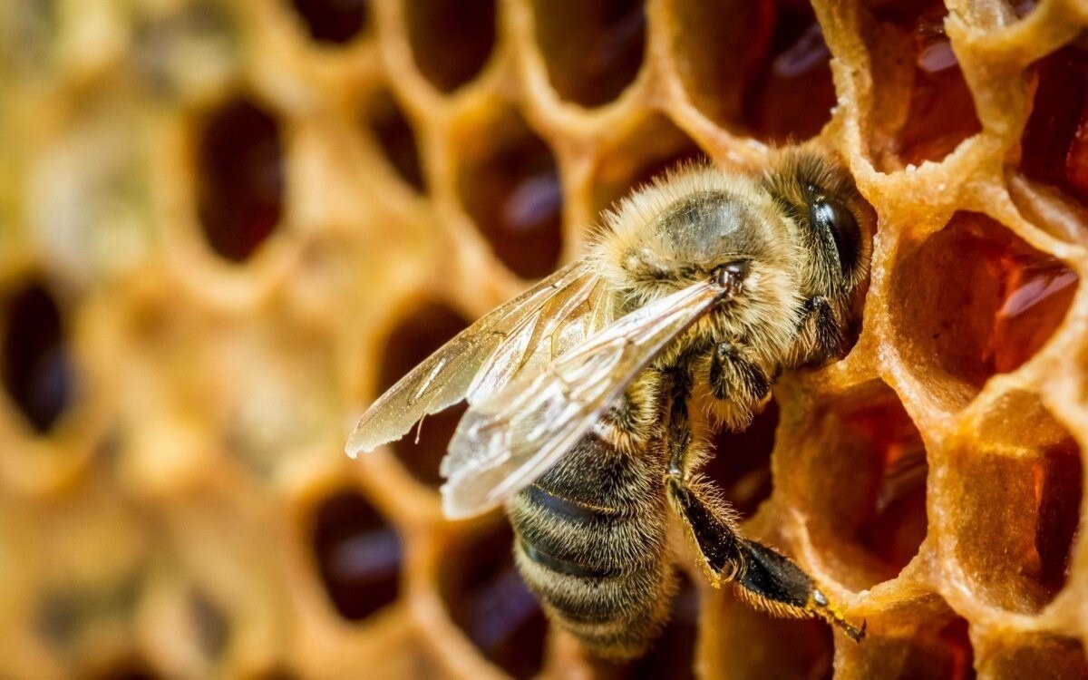 Мало кто знает, что есть мёд и как его готовят пчелы на самом деле. Сегодня я хочу вам об этом рассказать очень простым и понятным языком.-5