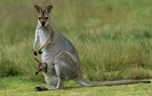 10 тайн природы Австралии австралия