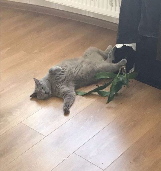 В этих фотографиях вся суть котов