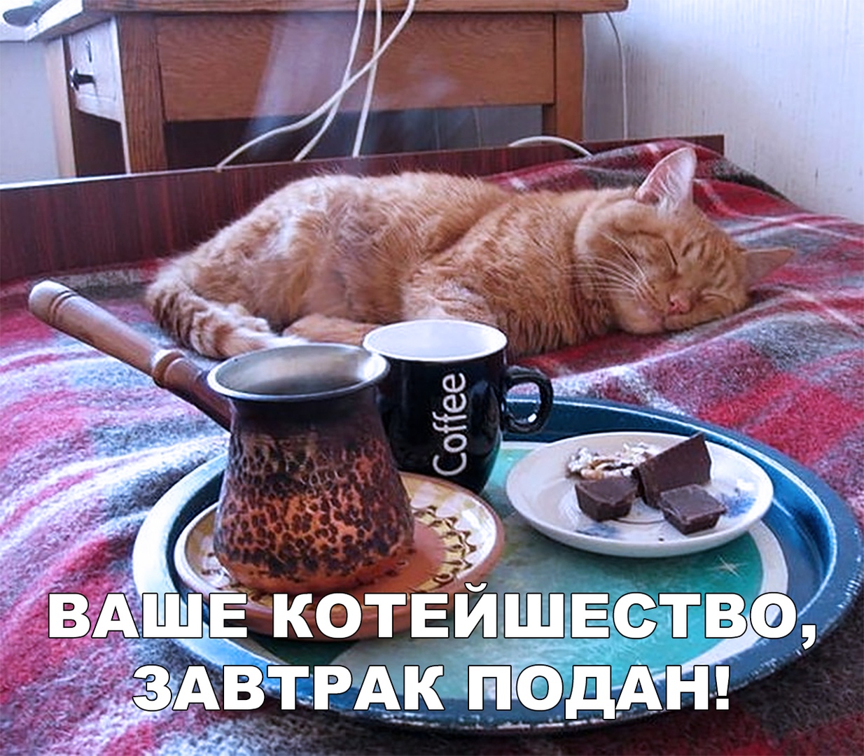 Утро смешные картинки. Завтрак с котом. Доброе утро с котом и кофе. Утро кофе кот. Утро завтрак кот.
