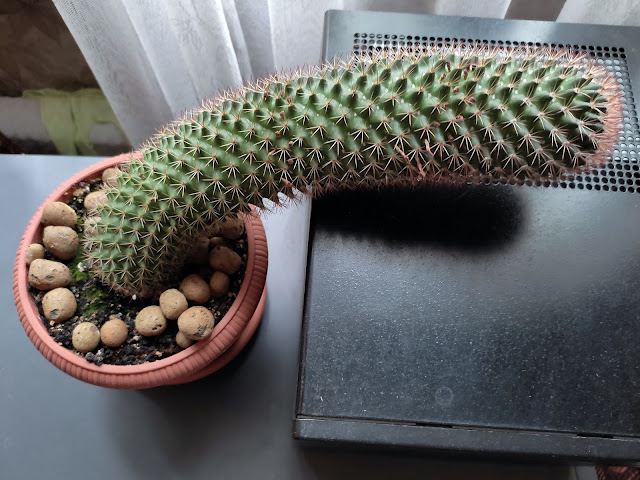 мамиллярия без опоры