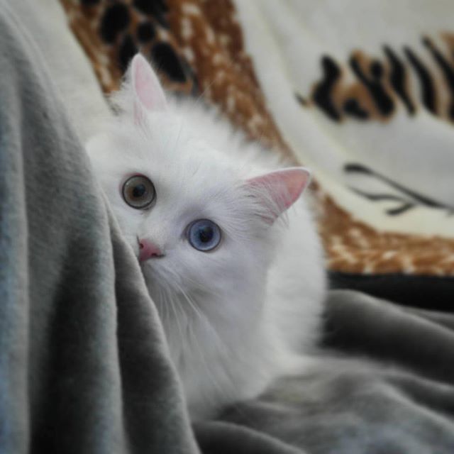 Позитивные и веселые котики для улыбки Позитивные и веселые котики для улыбки котоматрица,угарные фотки,фото приколы,юмор