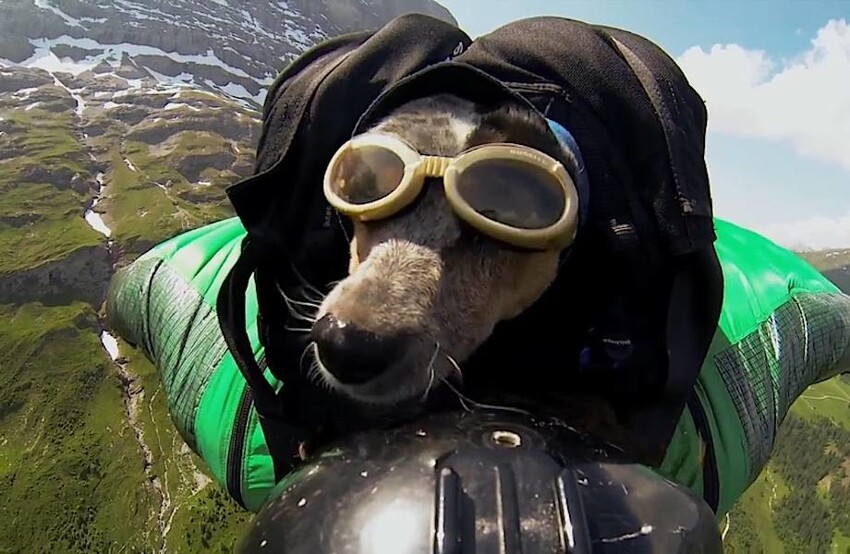 Звери-путешественники Звери-путешественники животные,животные-путешественники,звери