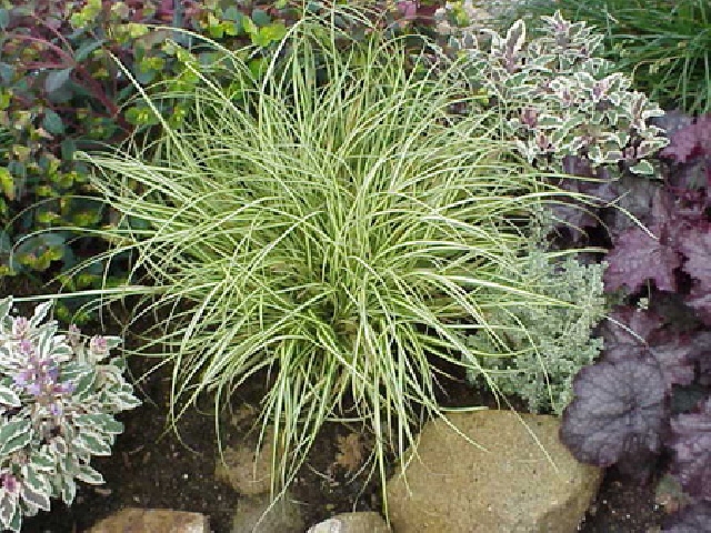 http://www.gradinata.bg/_images/i009340.jpg