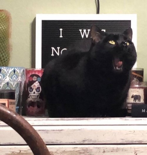 20 фотографий, доказывающих, что кошки — это море любви… и немножко головной боли 20 фотографий, доказывающих, что кошки — это море любви… и немножко головной боли