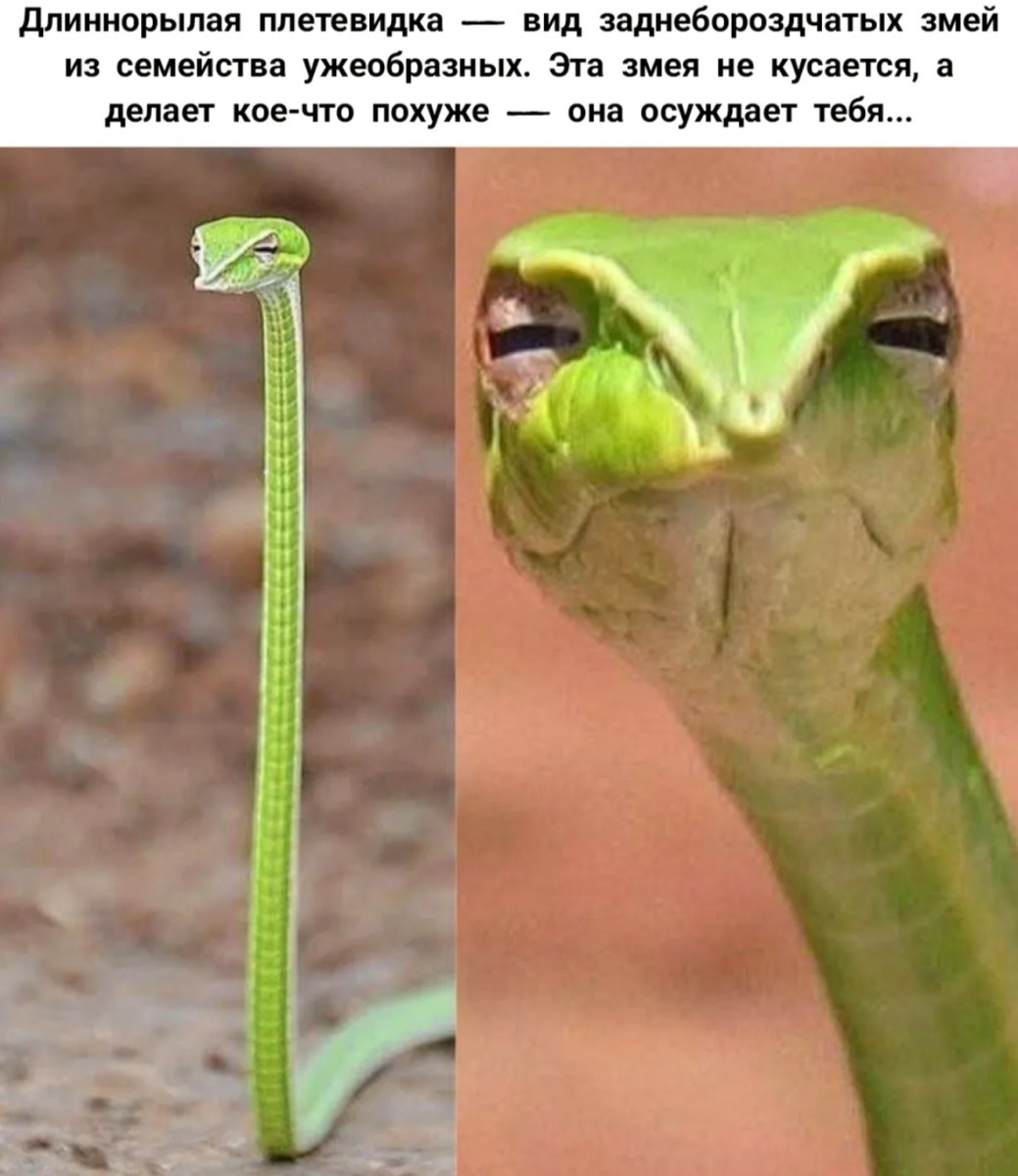 Юмор за день и светлое настоящее Юмор за день и светлое настоящее