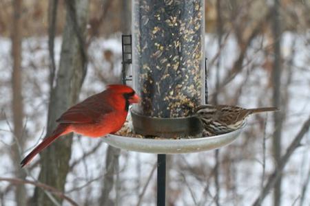 Чем кормить птиц зимой. Чем кормить уличных птиц зимой